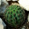 Rebutia_ brunescens _02